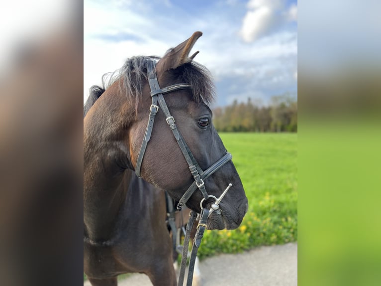 Andalusier Wallach 12 Jahre 158 cm Rappe in Wolfwil