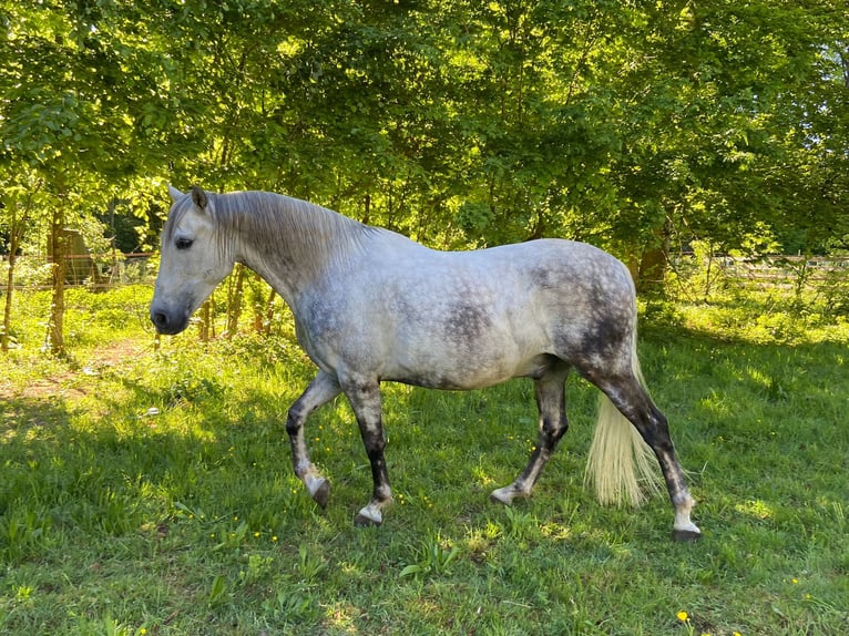 Andalusier Wallach 12 Jahre 158 cm Schimmel in Langenaltheim