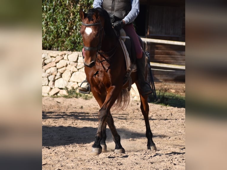 Andalusier Wallach 12 Jahre 159 cm Brauner in Mallorca