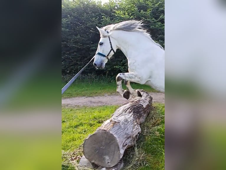 Andalusier Mix Wallach 12 Jahre 163 cm Apfelschimmel in Heidgraben