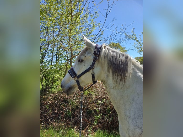 Andalusier Mix Wallach 12 Jahre 163 cm Apfelschimmel in Heidgraben