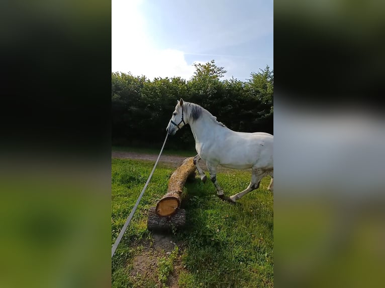 Andalusier Mix Wallach 12 Jahre 163 cm Apfelschimmel in Heidgraben