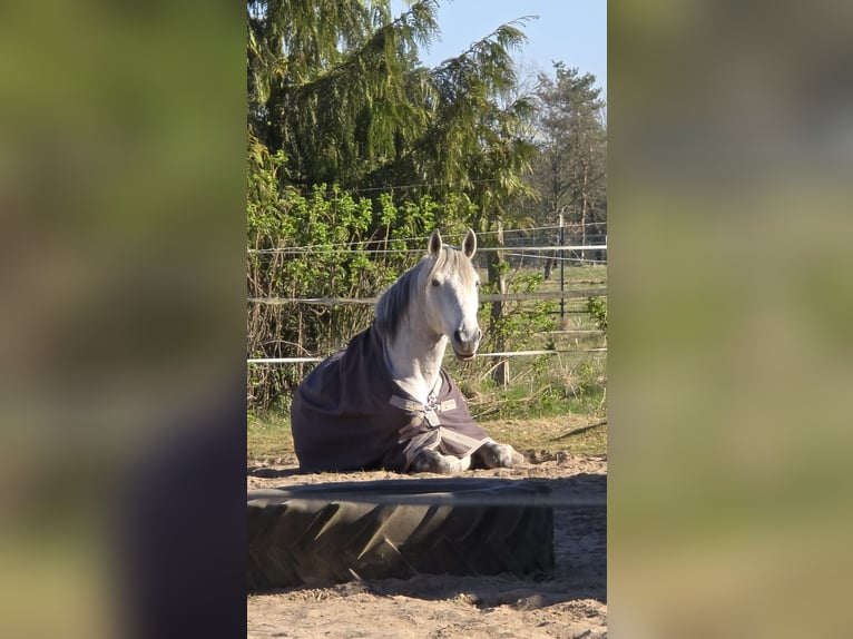 Andalusier Mix Wallach 12 Jahre 163 cm Apfelschimmel in Heidgraben