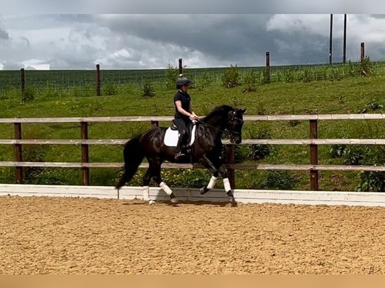 Andalusier Wallach 12 Jahre 163 cm Rappe in Hereford