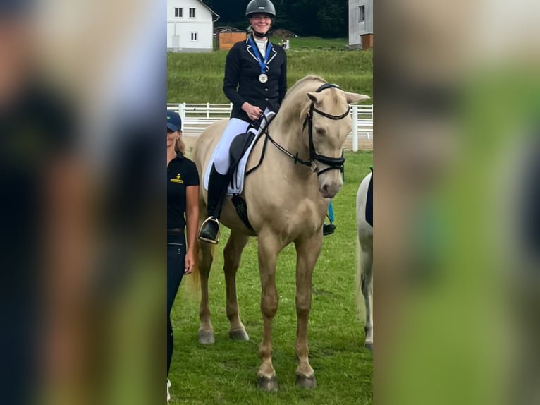 Andalusier Wallach 12 Jahre 165 cm Cremello in Ried am Riederberg