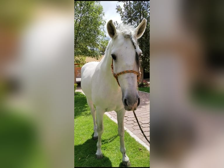 Andalusier Wallach 12 Jahre 175 cm Schimmel in Westerlo