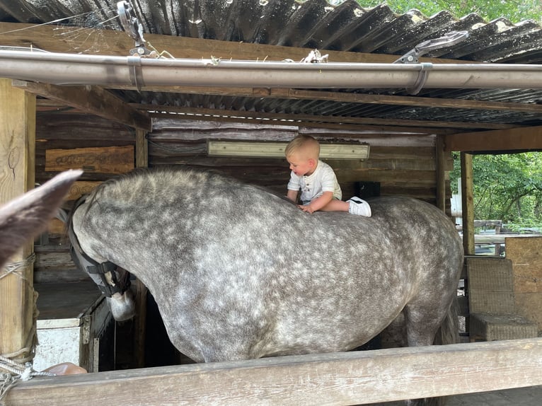 Andalusier Wallach 12 Jahre 175 cm White in Mol