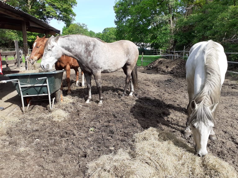 Andalusier Wallach 12 Jahre 175 cm White in Mol