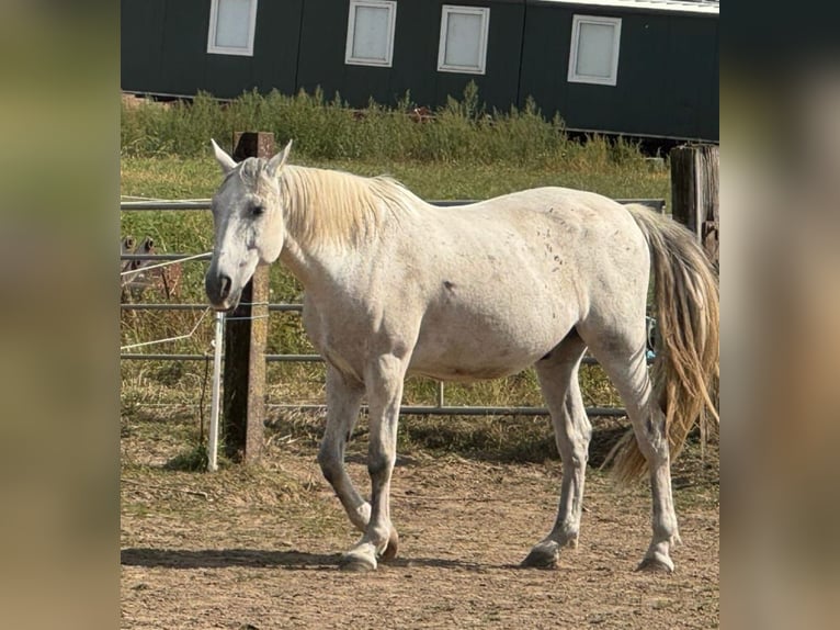 Andalusier Wallach 12 Jahre in Giesen