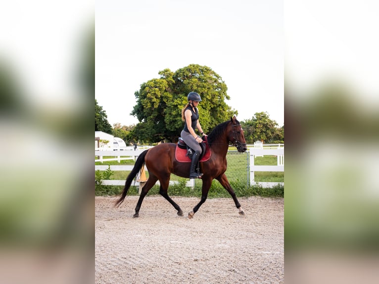 Andalusier Mix Wallach 12 Jahre Rotbrauner in Fort Lauderdale