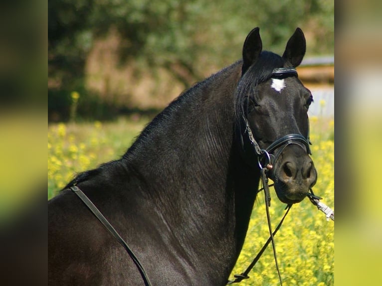 Andalusier Mix Wallach 13 Jahre 147 cm Rappe in Mijas