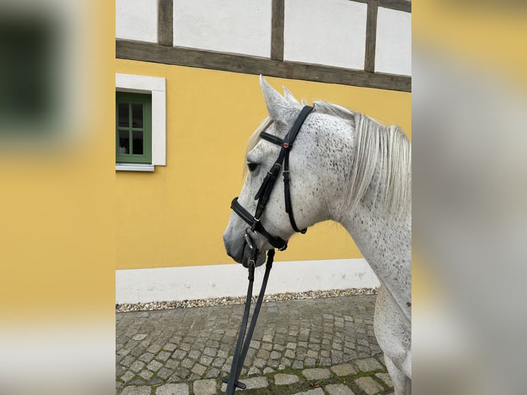 Andalusier Wallach 13 Jahre 148 cm Fliegenschimmel in Dresden