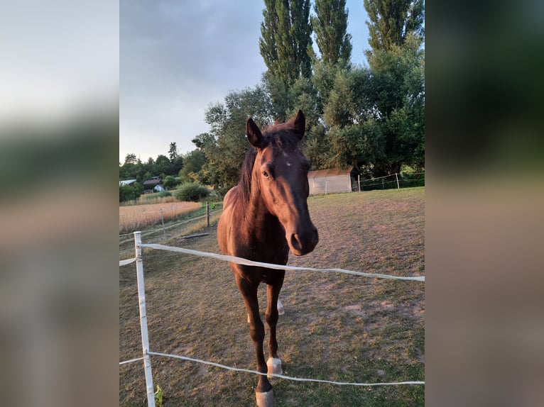 Andalusier Wallach 13 Jahre 150 cm Dunkelbrauner in Bad Sooden-Allendorf