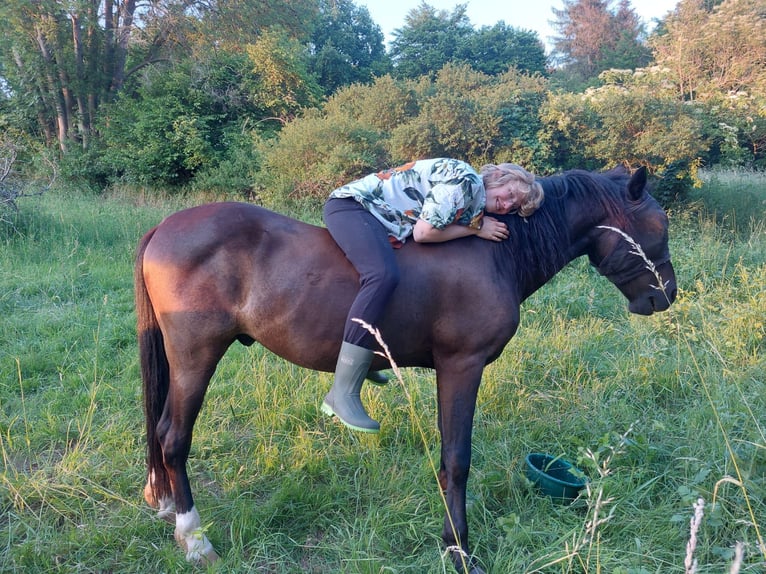 Andalusier Wallach 13 Jahre 150 cm Dunkelbrauner in Bad Sooden-Allendorf