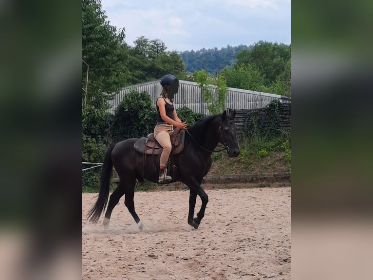 Andalusier Wallach 13 Jahre 150 cm Dunkelbrauner in Bad Sooden-Allendorf