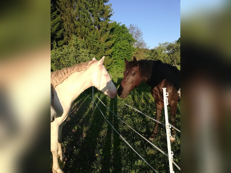 Andalusier Wallach 13 Jahre 150 cm Dunkelbrauner in Bad Sooden-Allendorf