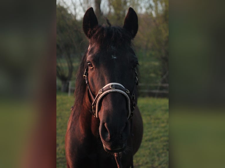 Andalusier Wallach 13 Jahre 150 cm Dunkelbrauner in Bad Sooden-Allendorf