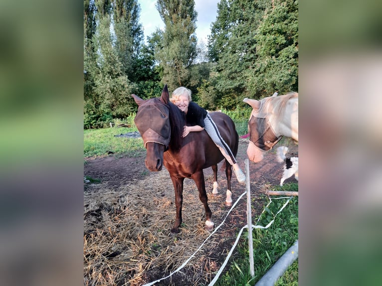 Andalusier Wallach 13 Jahre 150 cm Dunkelbrauner in Bad Sooden-Allendorf