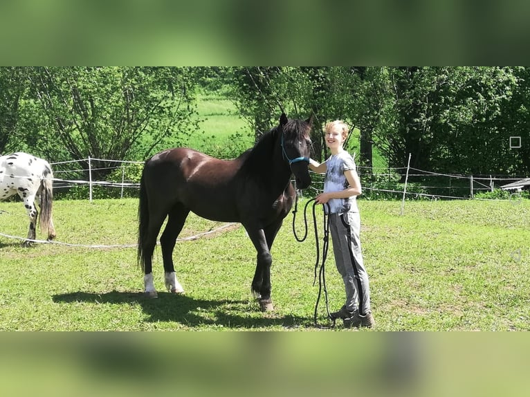 Andalusier Wallach 13 Jahre 150 cm Dunkelbrauner in Bad Sooden-Allendorf
