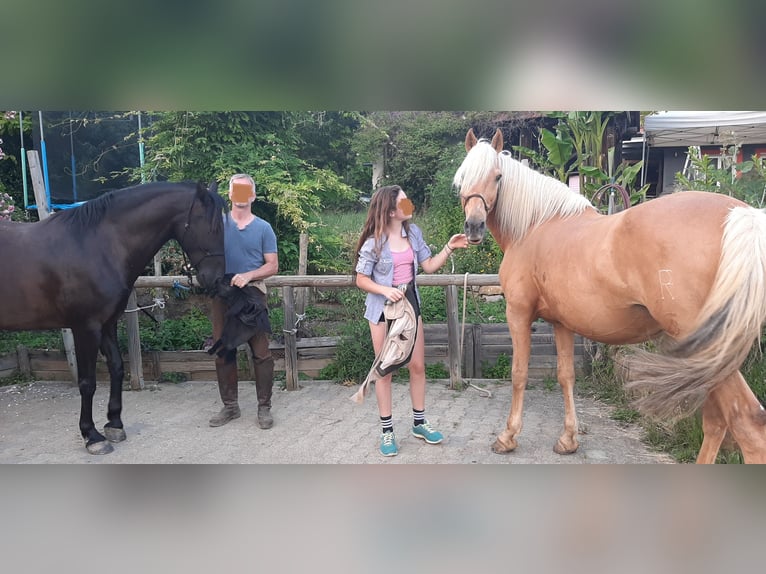 Andalusier Wallach 13 Jahre 155 cm Palomino in Müllheim