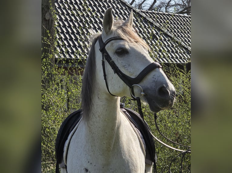 Andalusier Wallach 13 Jahre 156 cm Schimmel in Wachtendonk