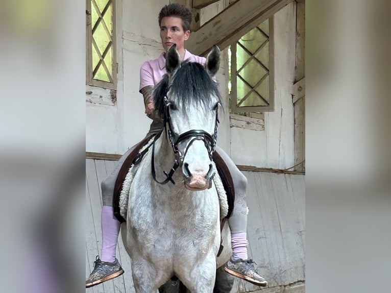 Andalusier Wallach 13 Jahre 158 cm Apfelschimmel in Amelinghausen