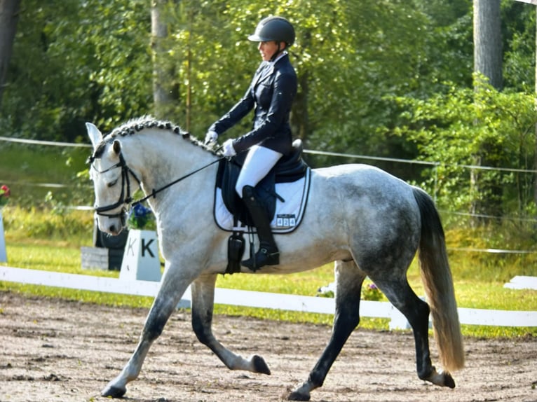 Andalusier Wallach 13 Jahre 158 cm Apfelschimmel in Amelinghausen