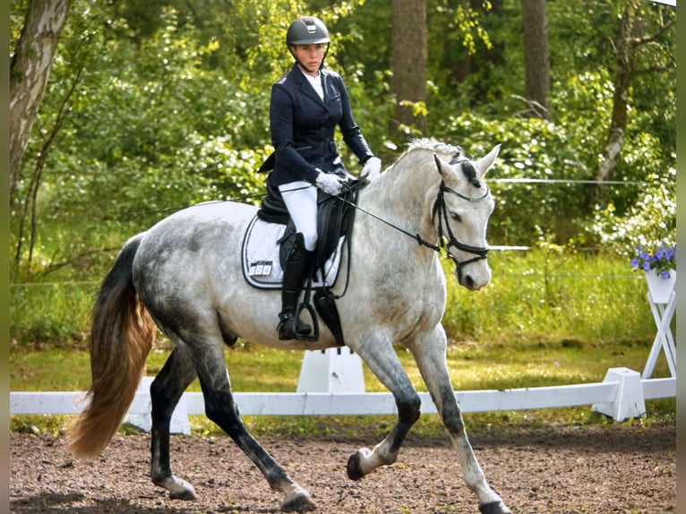 Andalusier Wallach 13 Jahre 158 cm Apfelschimmel in Amelinghausen