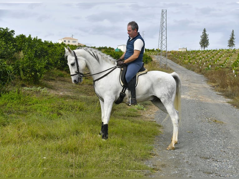 Andalusier Wallach 13 Jahre 160 cm Schimmel in Galaroza (Huelva)
