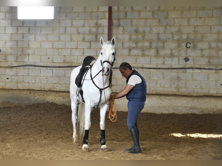 Andalusier Wallach 13 Jahre 160 cm Schimmel in Galaroza (Huelva)