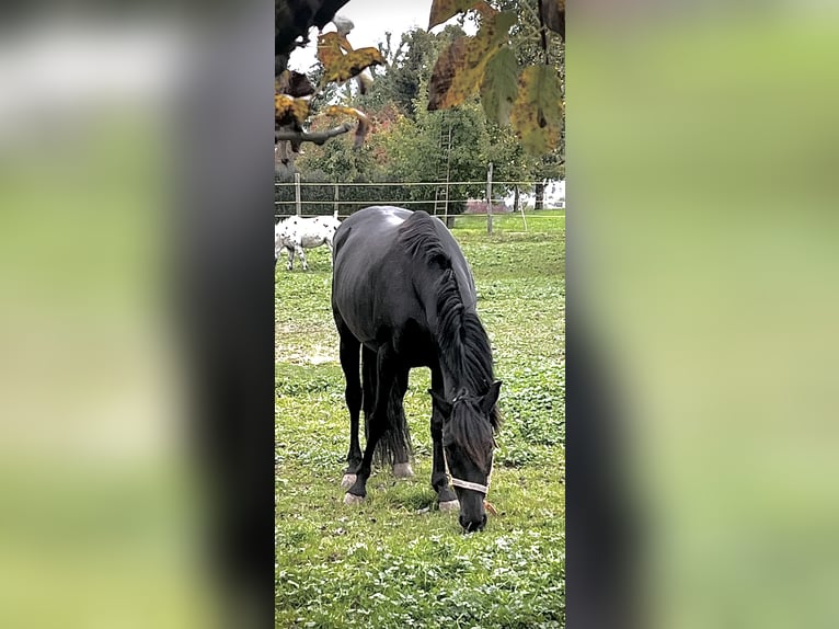 Andalusier Wallach 13 Jahre 162 cm Rappe in Ermensee