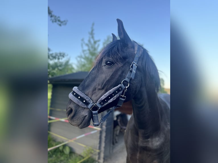 Andalusier Wallach 13 Jahre 162 cm Rappe in Ermensee