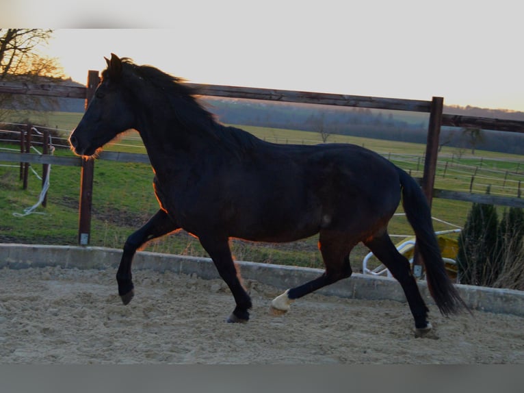 Andalusier Wallach 13 Jahre 164 cm Rappe in Gutenacker