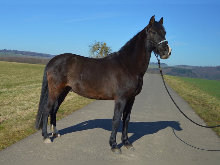 Andalusier Wallach 13 Jahre 164 cm Rappe in Gutenacker