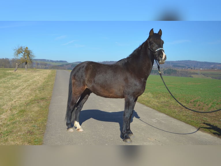 Andalusier Wallach 13 Jahre 164 cm Rappe in Gutenacker