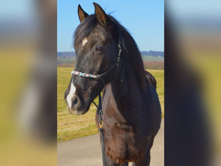 Andalusier Wallach 13 Jahre 164 cm Rappe in Gutenacker