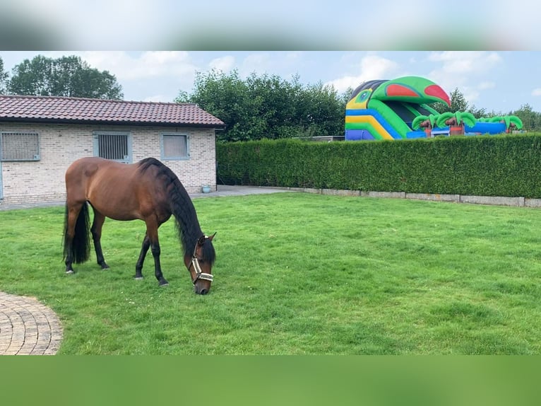 Andalusier Wallach 13 Jahre 165 cm Brauner in Zwijndrecht