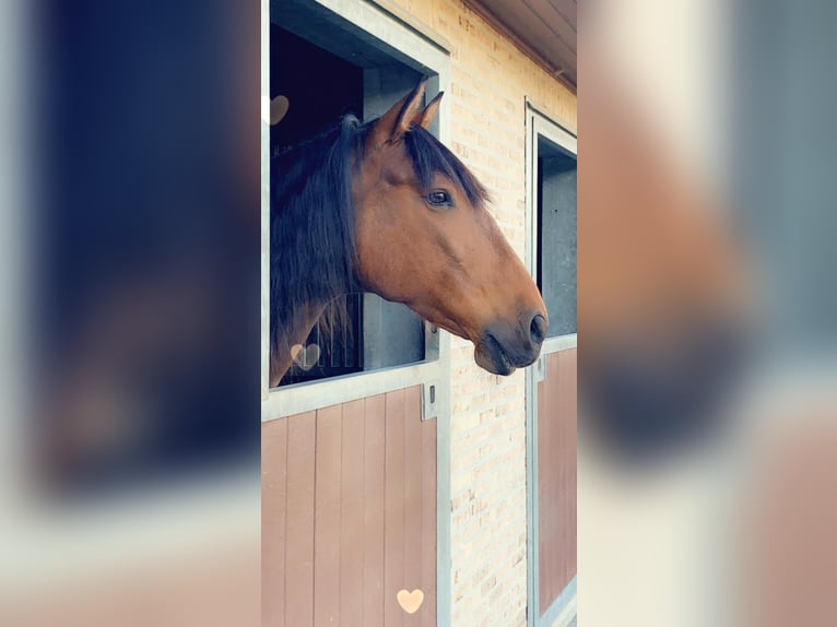Andalusier Wallach 13 Jahre 165 cm Brauner in Zwijndrecht
