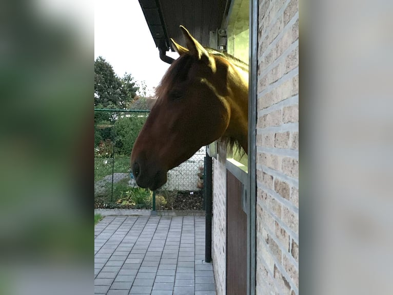 Andalusier Wallach 13 Jahre 165 cm Brauner in Zwijndrecht