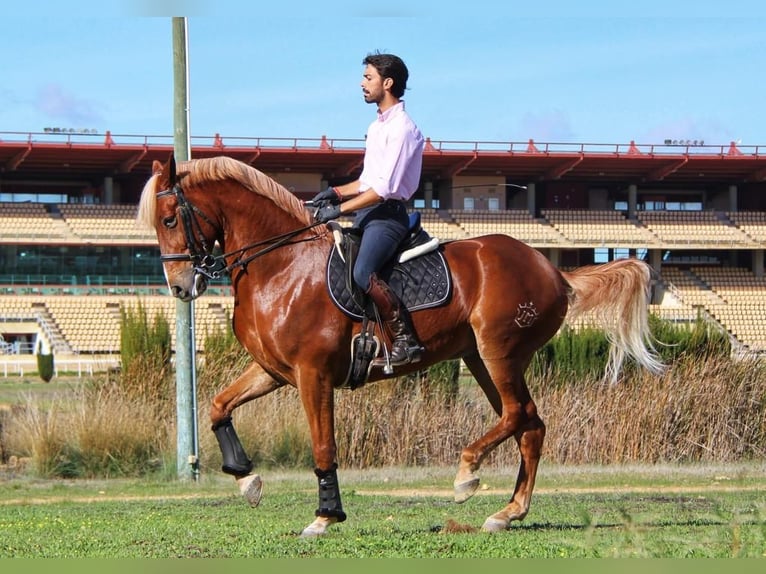 Andalusier Mix Wallach 13 Jahre 165 cm Dunkelfuchs in Bobadilla (Estacion)