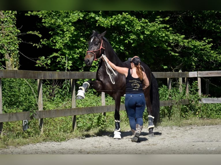 Andalusier Wallach 13 Jahre 166 cm Dunkelbrauner in Lentilly