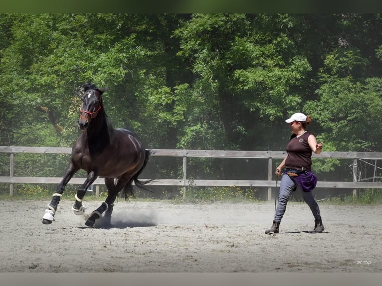Andalusier Wallach 13 Jahre 166 cm Dunkelbrauner in Lentilly