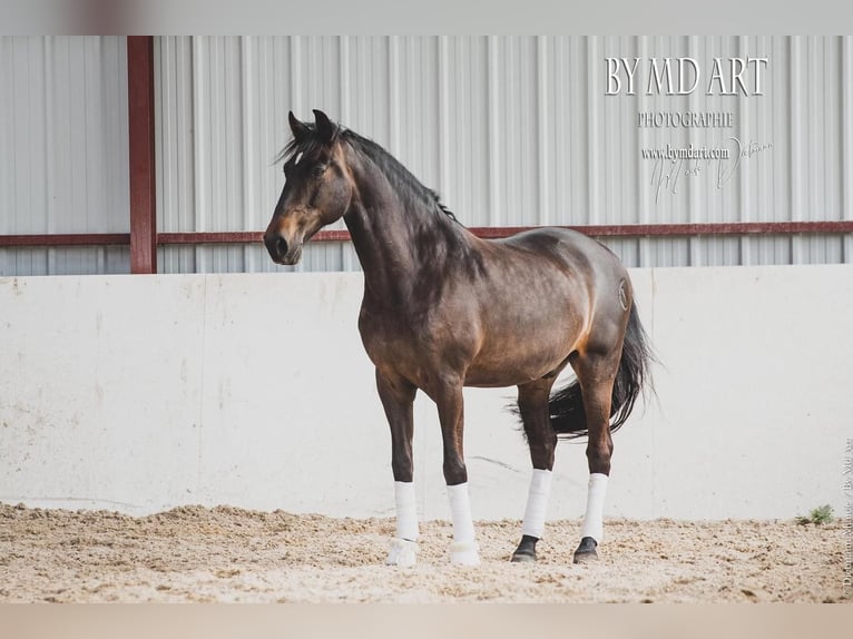 Andalusier Wallach 13 Jahre 166 cm Dunkelbrauner in Lentilly
