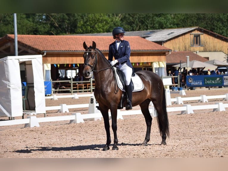 Andalusier Wallach 13 Jahre 166 cm Dunkelbrauner in Lentilly