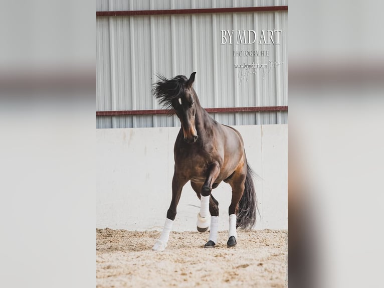 Andalusier Wallach 13 Jahre 166 cm Dunkelbrauner in Lentilly