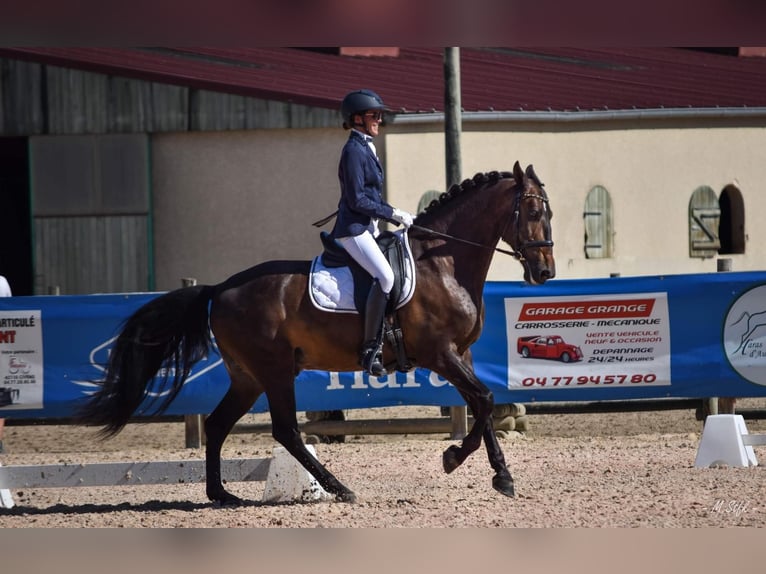 Andalusier Wallach 13 Jahre 166 cm Dunkelbrauner in Lentilly