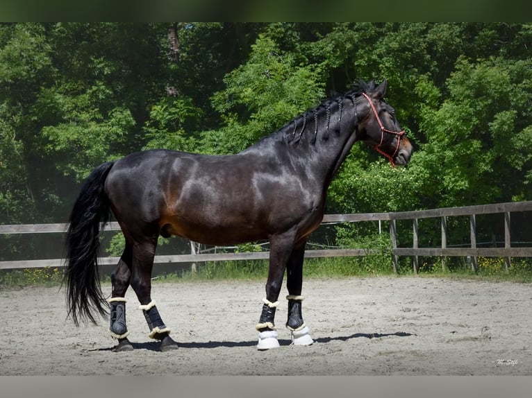 Andalusier Wallach 13 Jahre 166 cm Dunkelbrauner in Lentilly