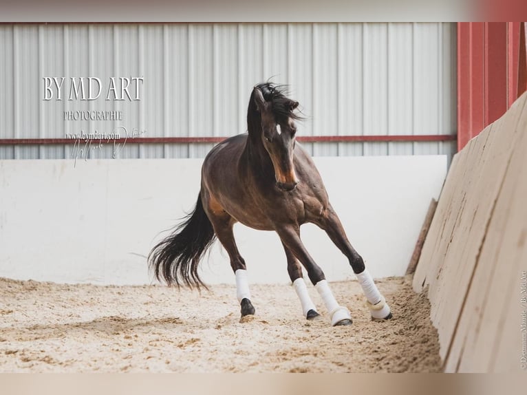 Andalusier Wallach 13 Jahre 166 cm Dunkelbrauner in Lentilly