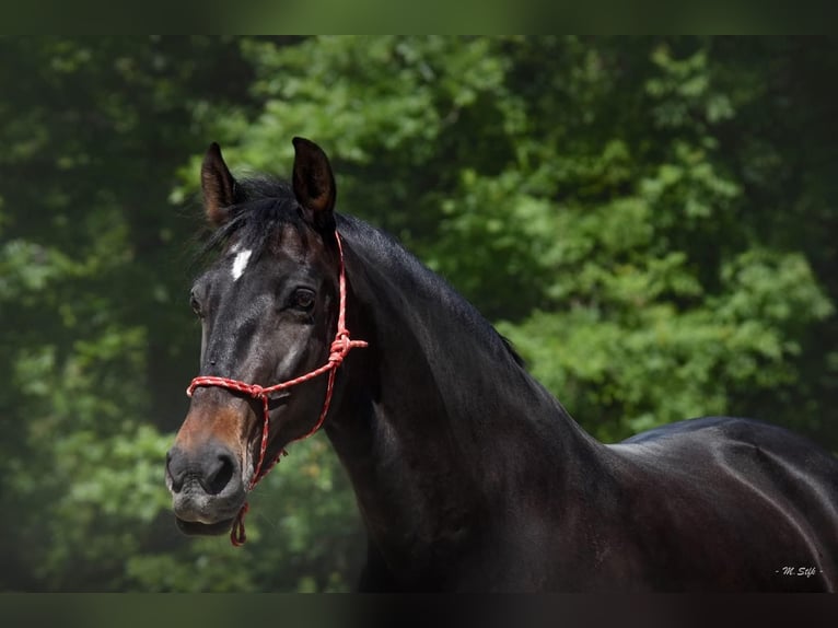 Andalusier Wallach 13 Jahre 166 cm Dunkelbrauner in Lentilly