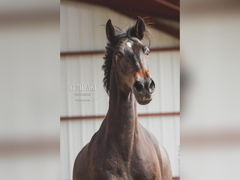 Andalusier Wallach 13 Jahre 166 cm Dunkelbrauner in Lentilly